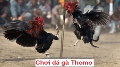 Cách chơi đá gà Thomo - Mẹo cược chính xác, thắng nhanh